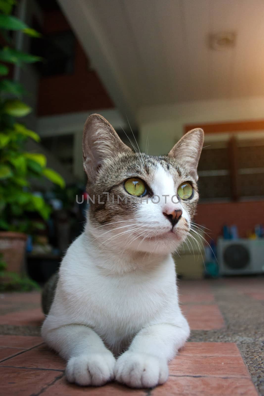 little thai kitten or thai cat playing in home and garden background.