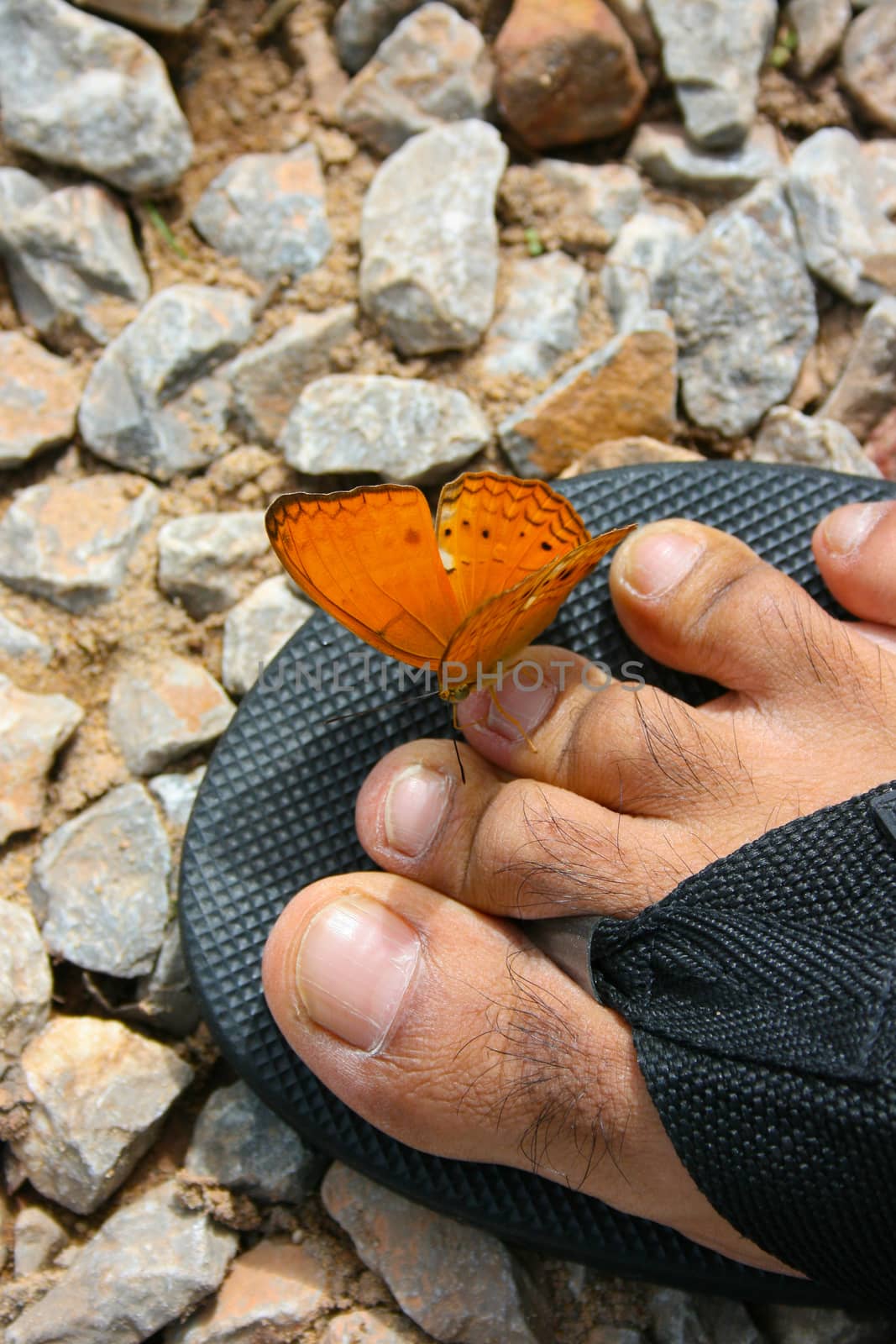 A beautiful orange butterfly sitting on a man's slippers.