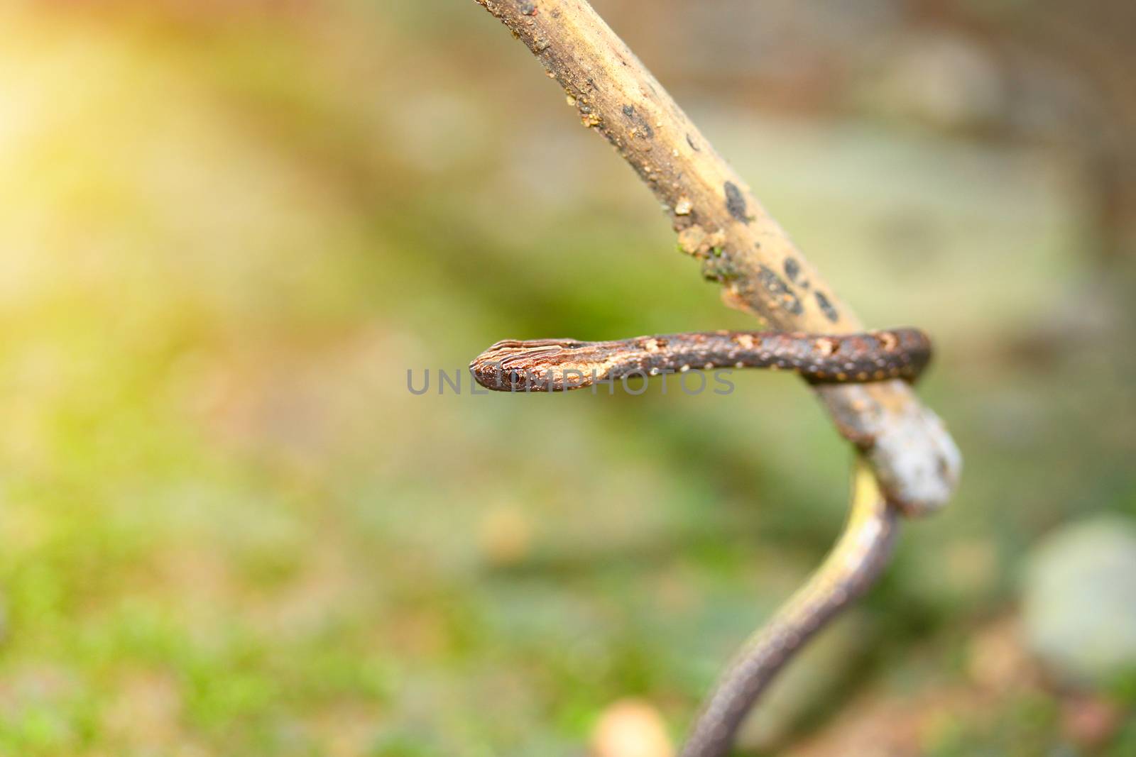 Brown snakes camouflage the tree that hangs from the branches.