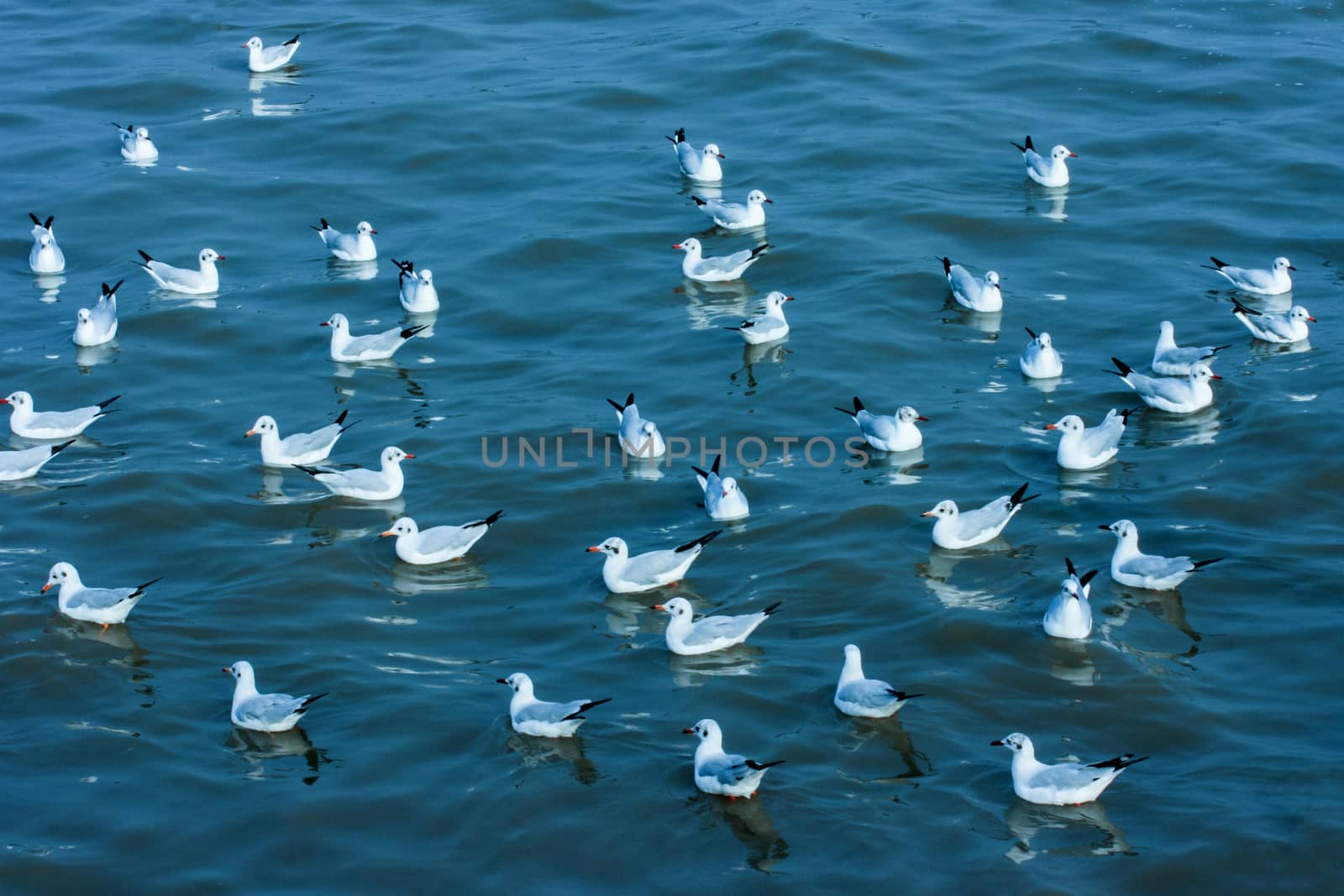 Seagull Float on sea at Bang Poo Thailand