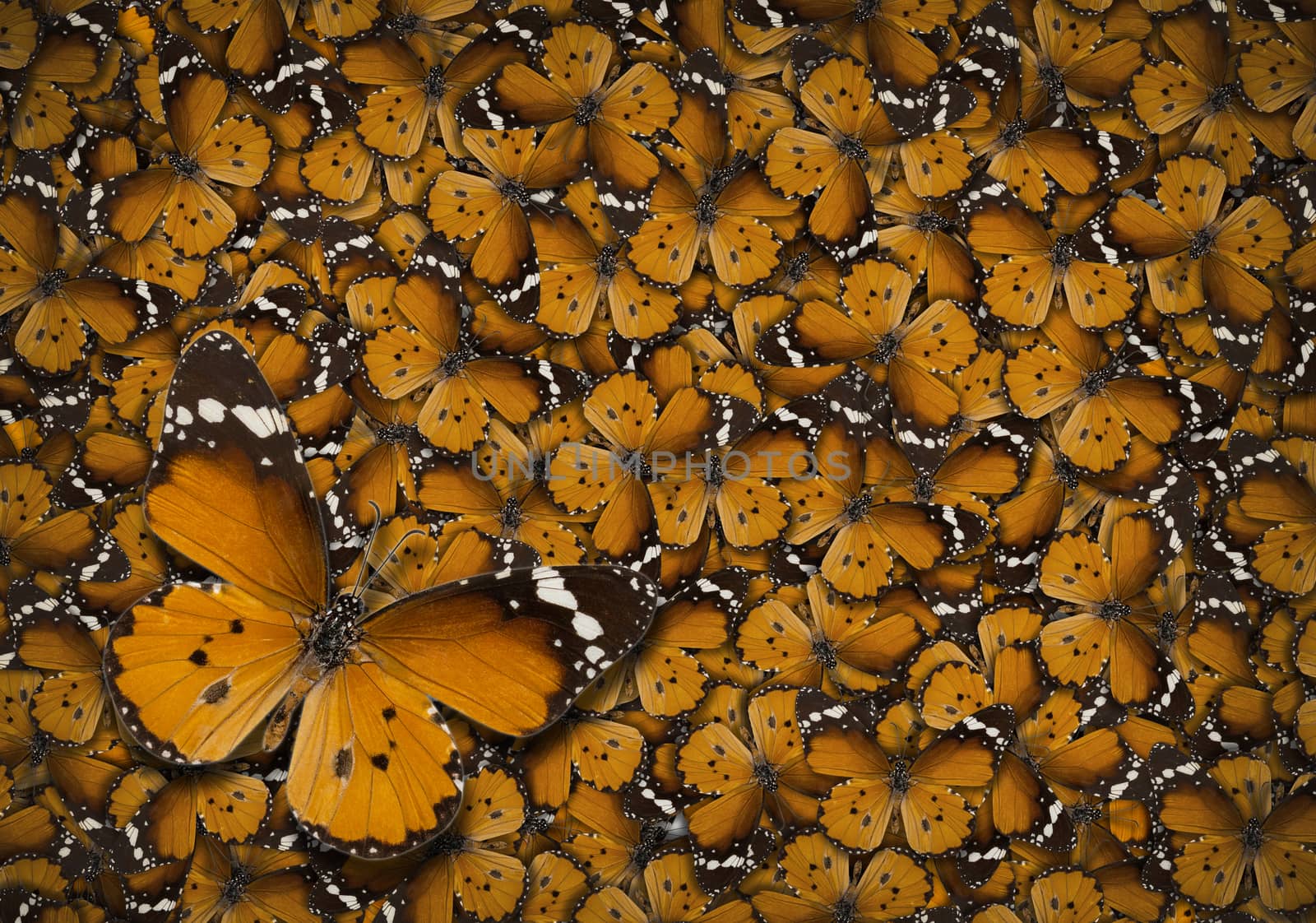 common tiger butterfly , Danaus Genutia , monarch butterfly background