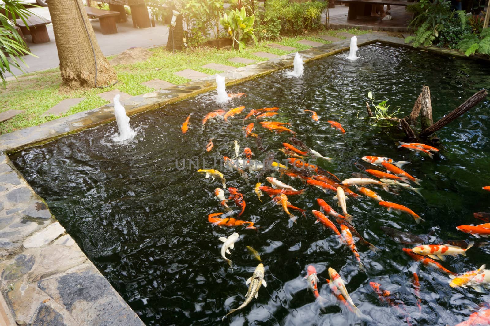 Many Fancy carp or Called Koi fish swimming in carp pond. Sun light filter effect.