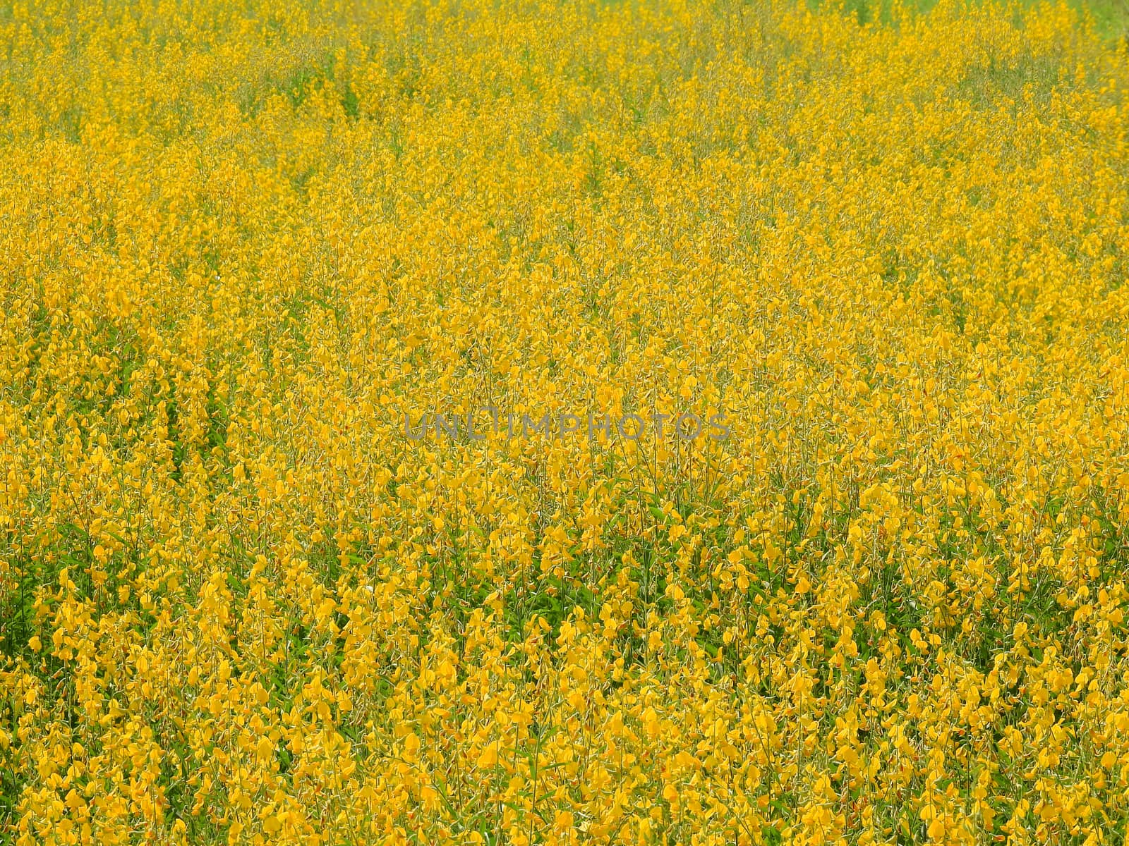 Yellow flower fields background by pkproject
