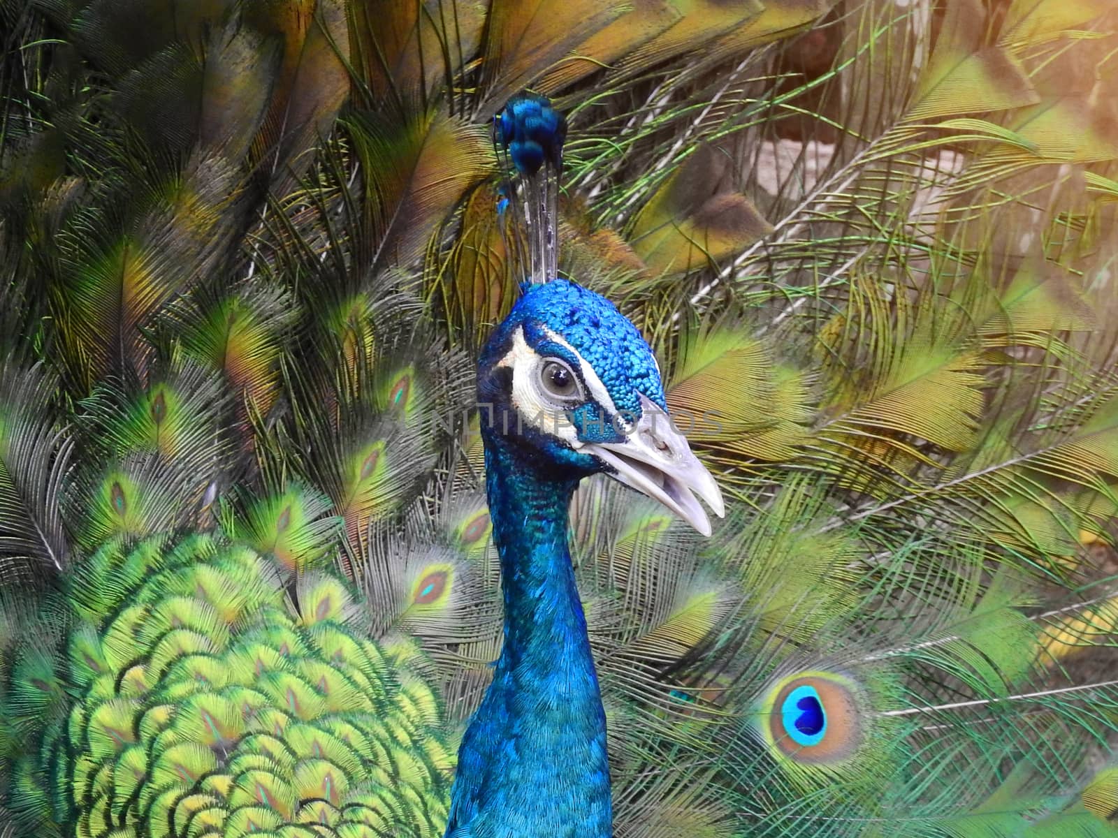 Beautiful spread of a thai peacock.