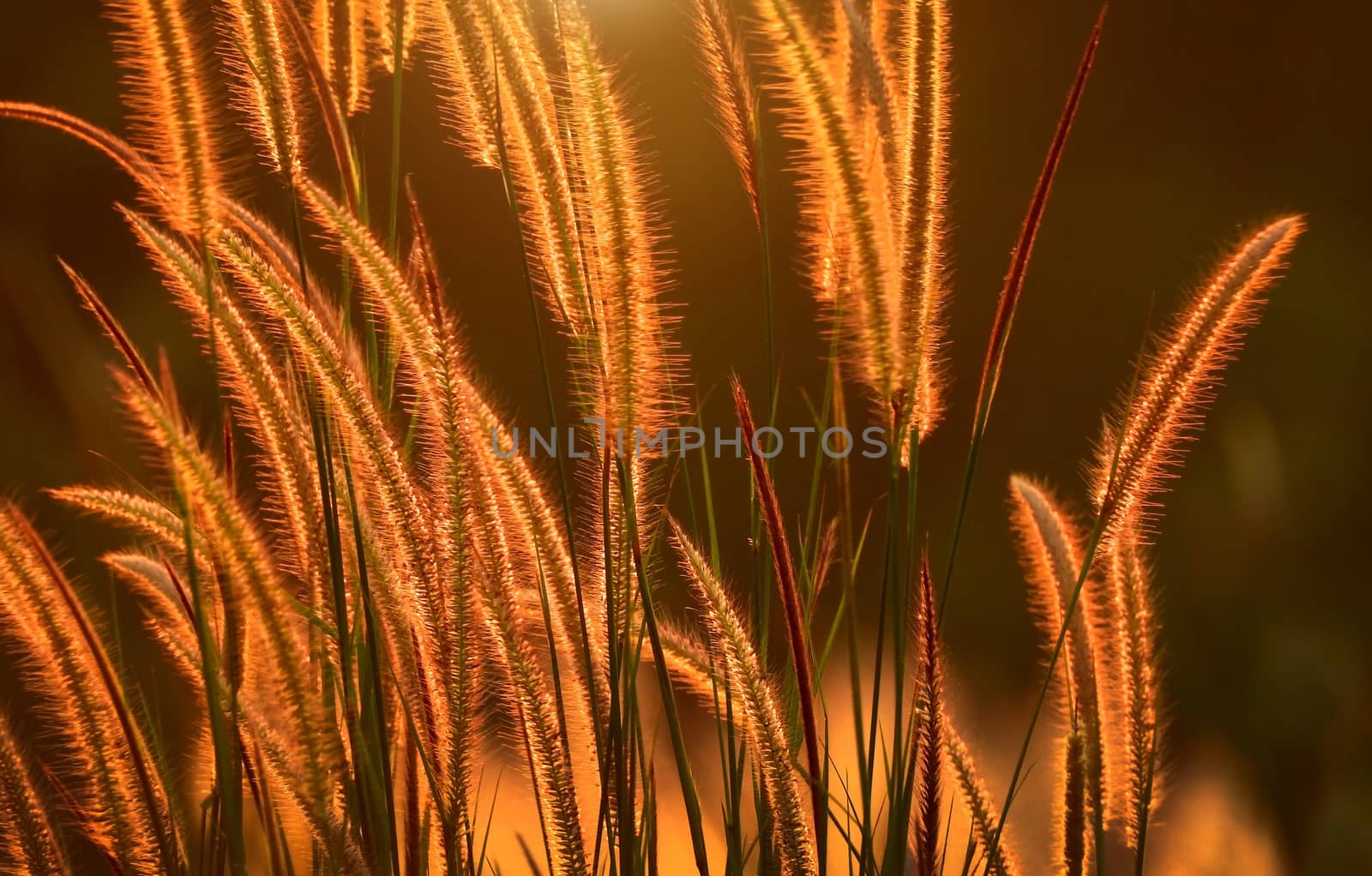 Nature Wildflower at sunlight on sunset.