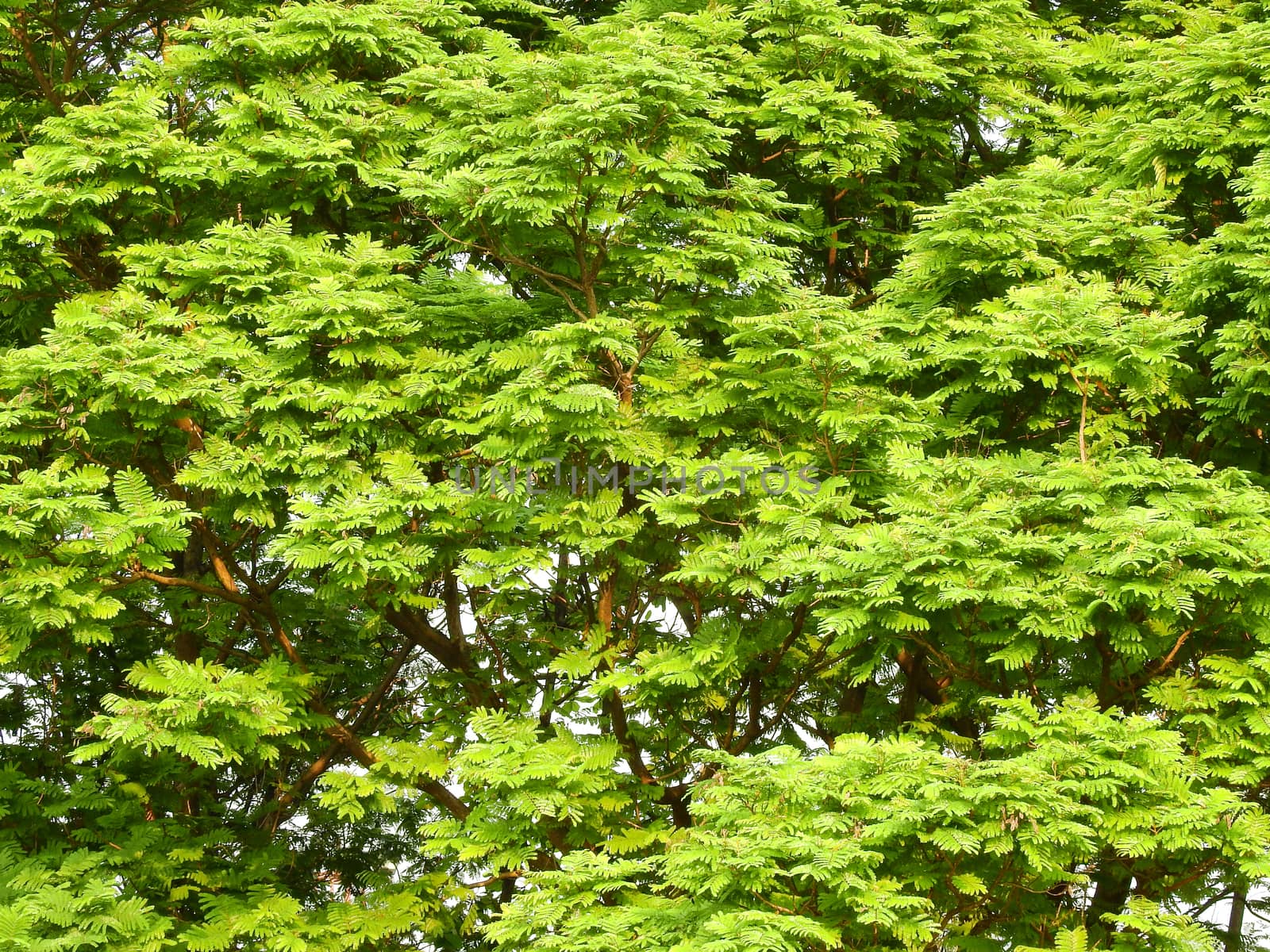 Branches of tree leaf in the park by pkproject