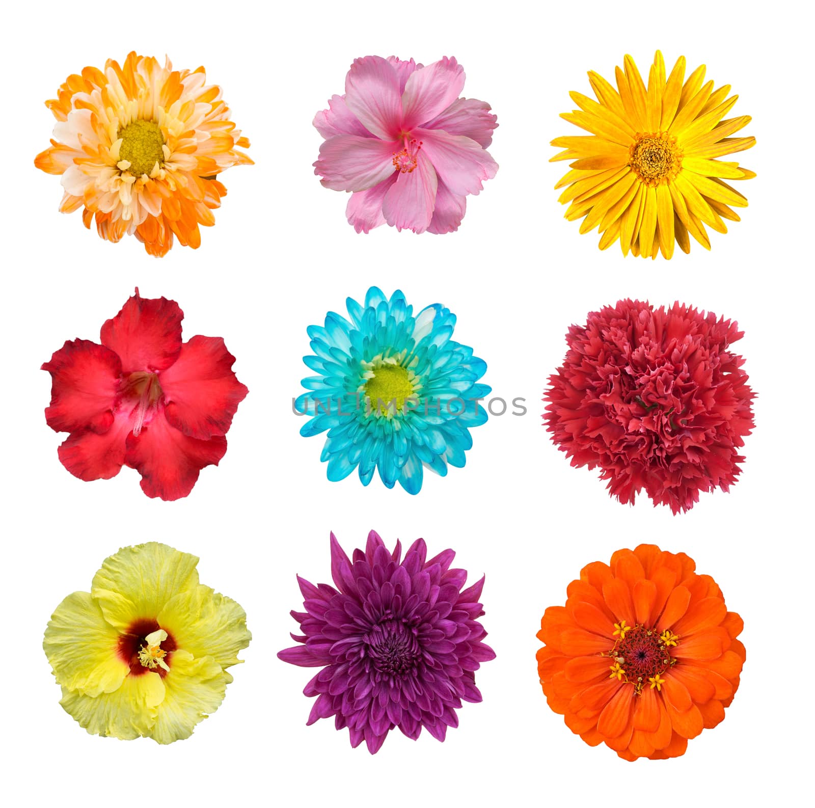 Big Selection of Various Flowers Isolated on White Background by pkproject