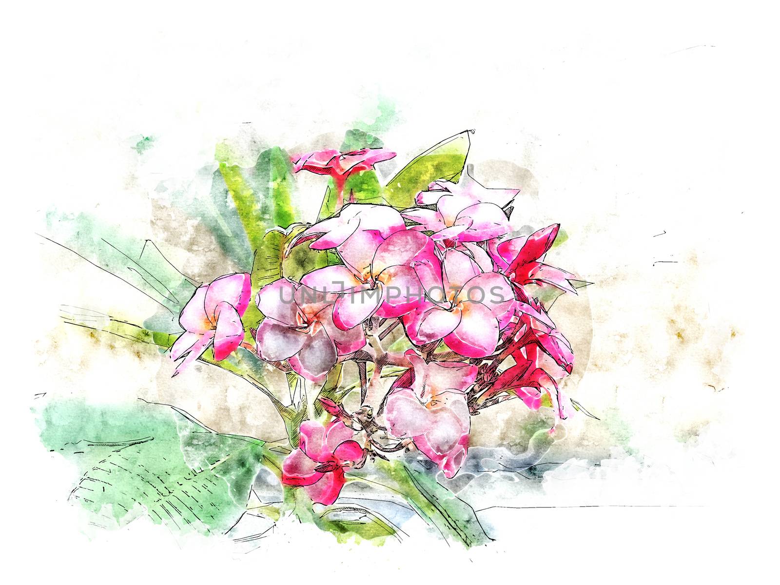 Watercolor illustration style of pink Plumeria
 flower.