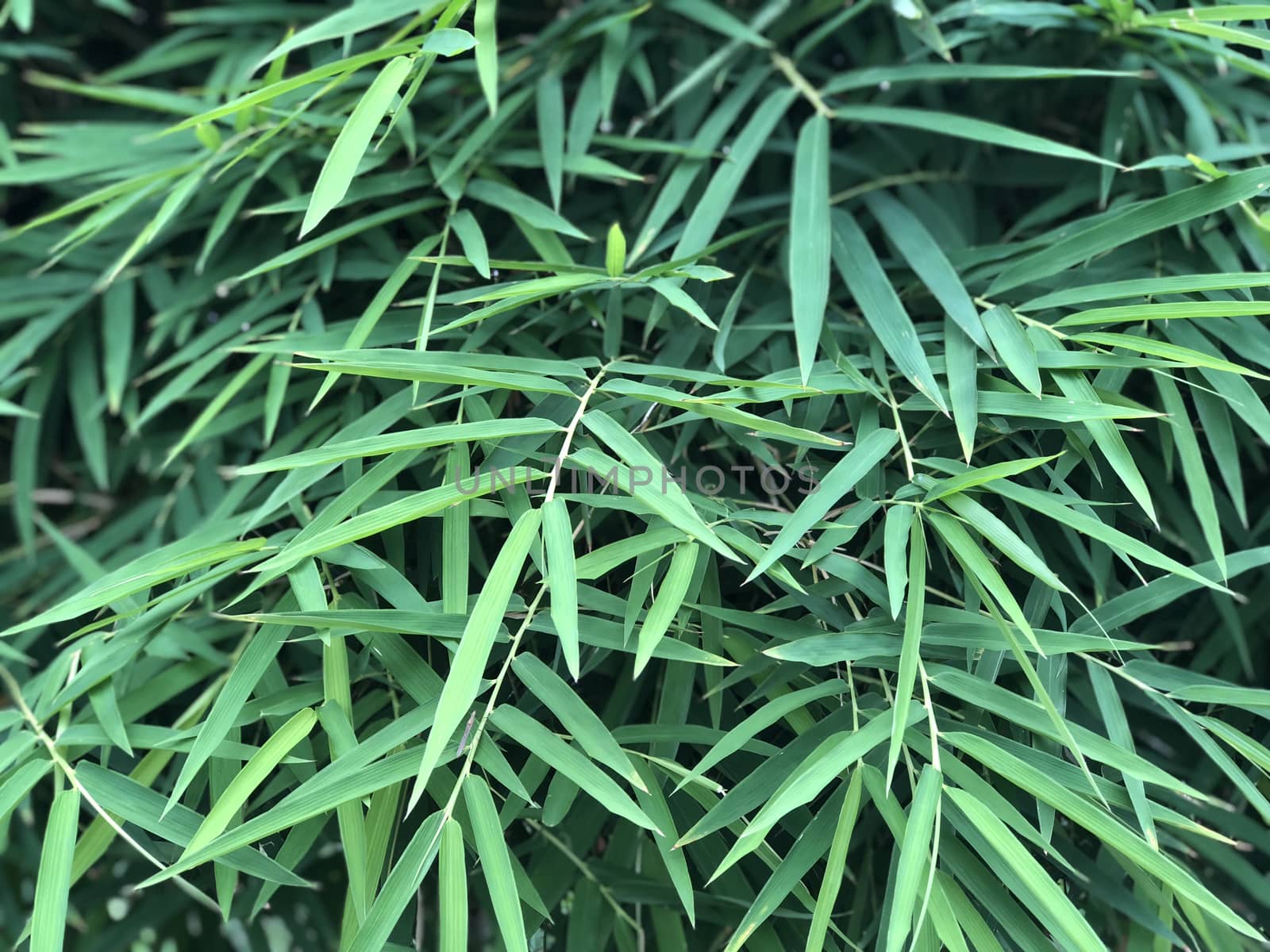 Thai bamboo leaves background.