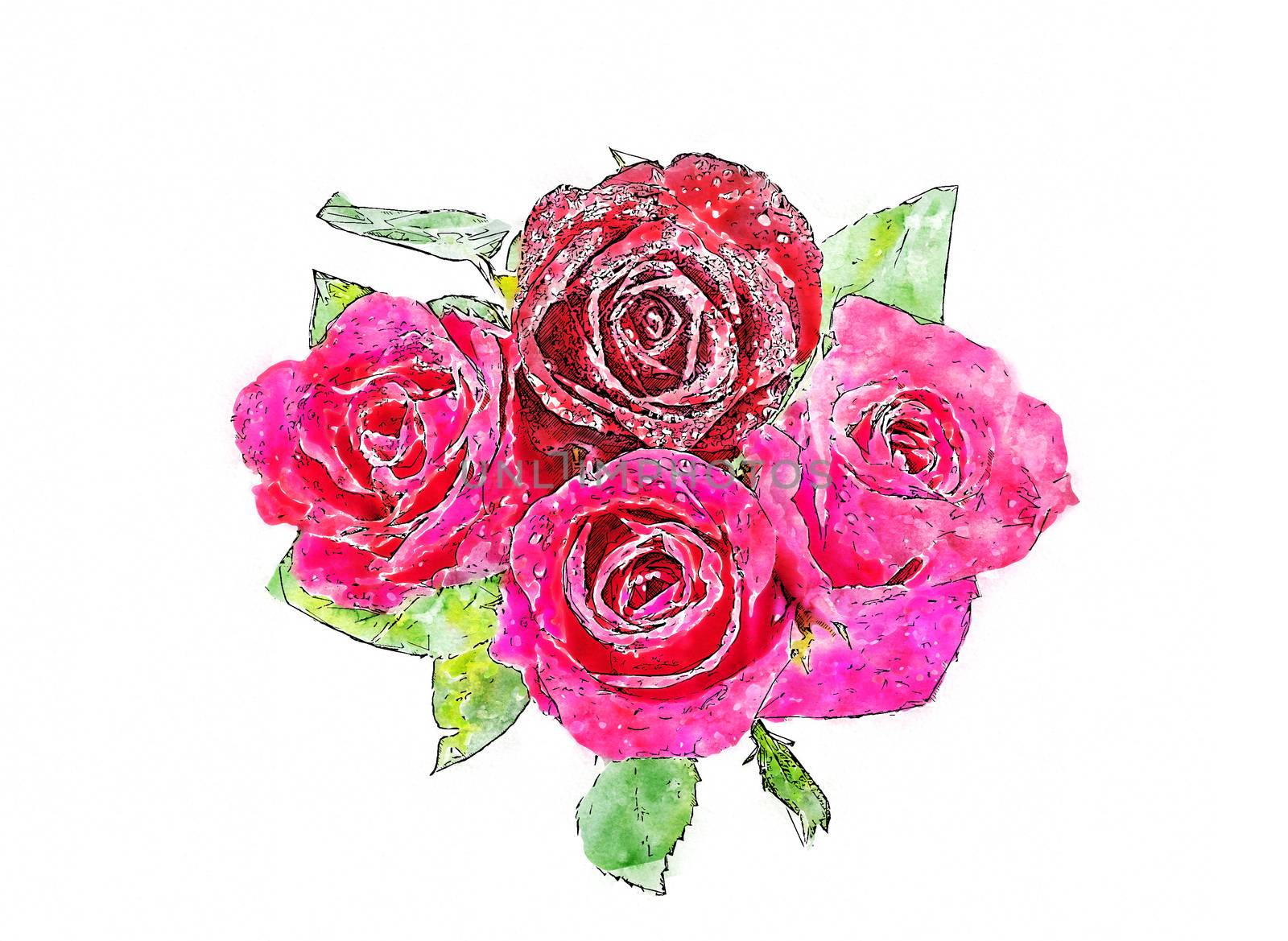 Watercolor of Rose isolated over white.