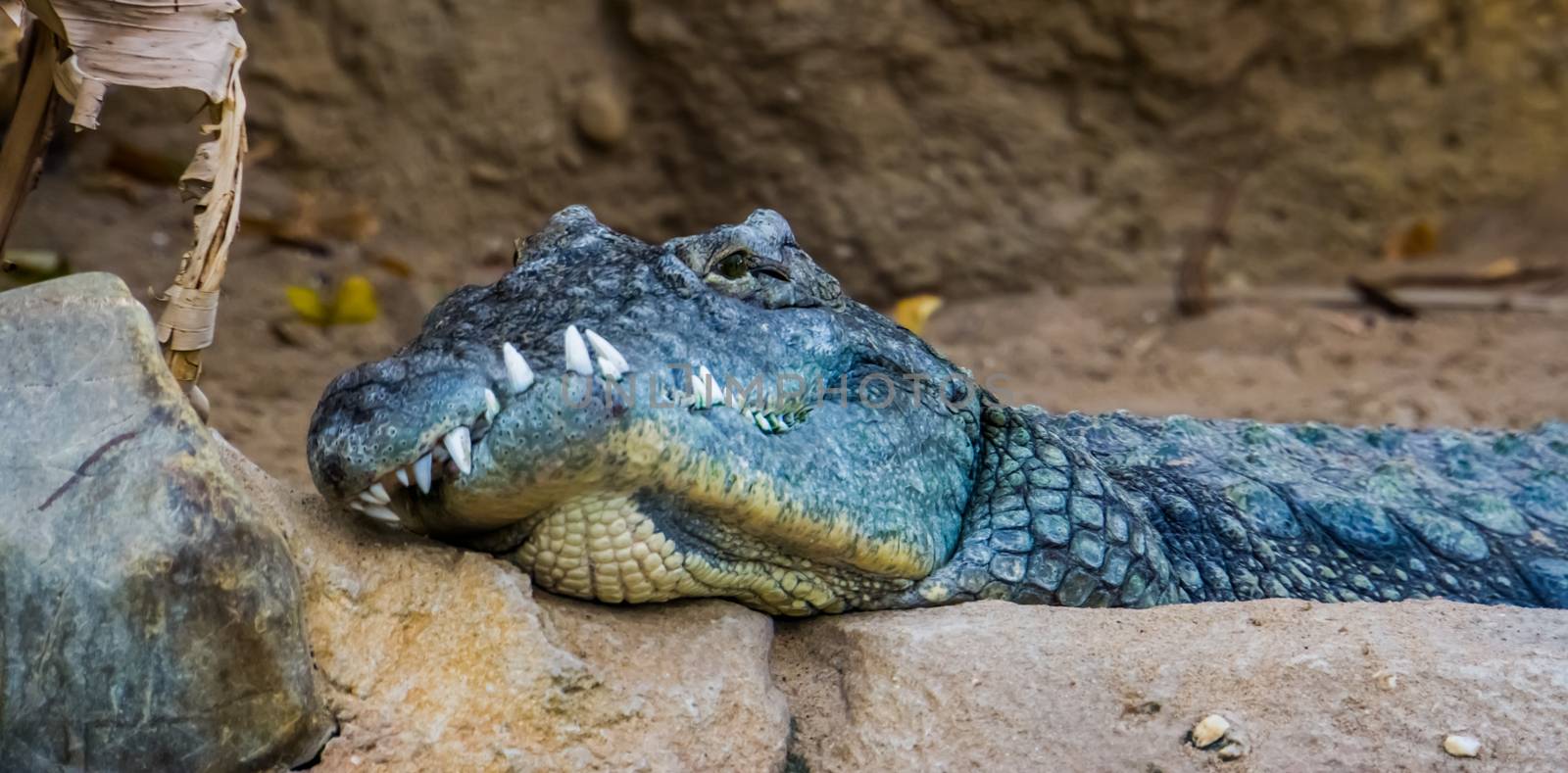 Nile crocodile with a deformed jaw in closeup, animal disability, exotic reptile specie from Africa