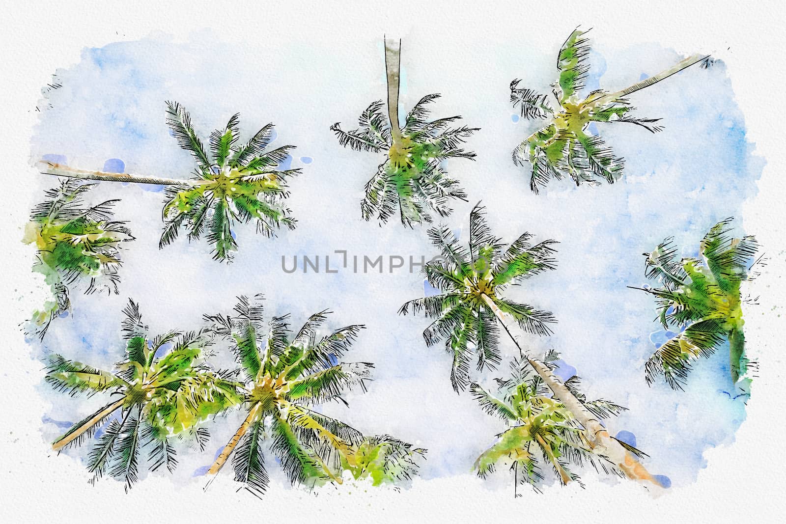 Illustration watercolor of Coconut Palm Tree at Angle view.