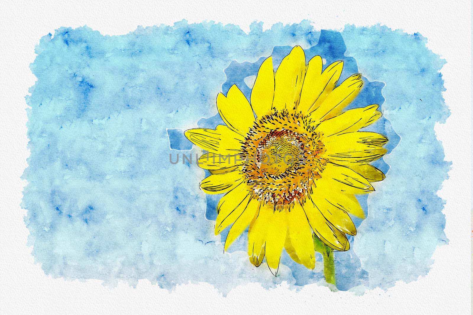 Watercolor of Sunflower field in blue sky by pkproject