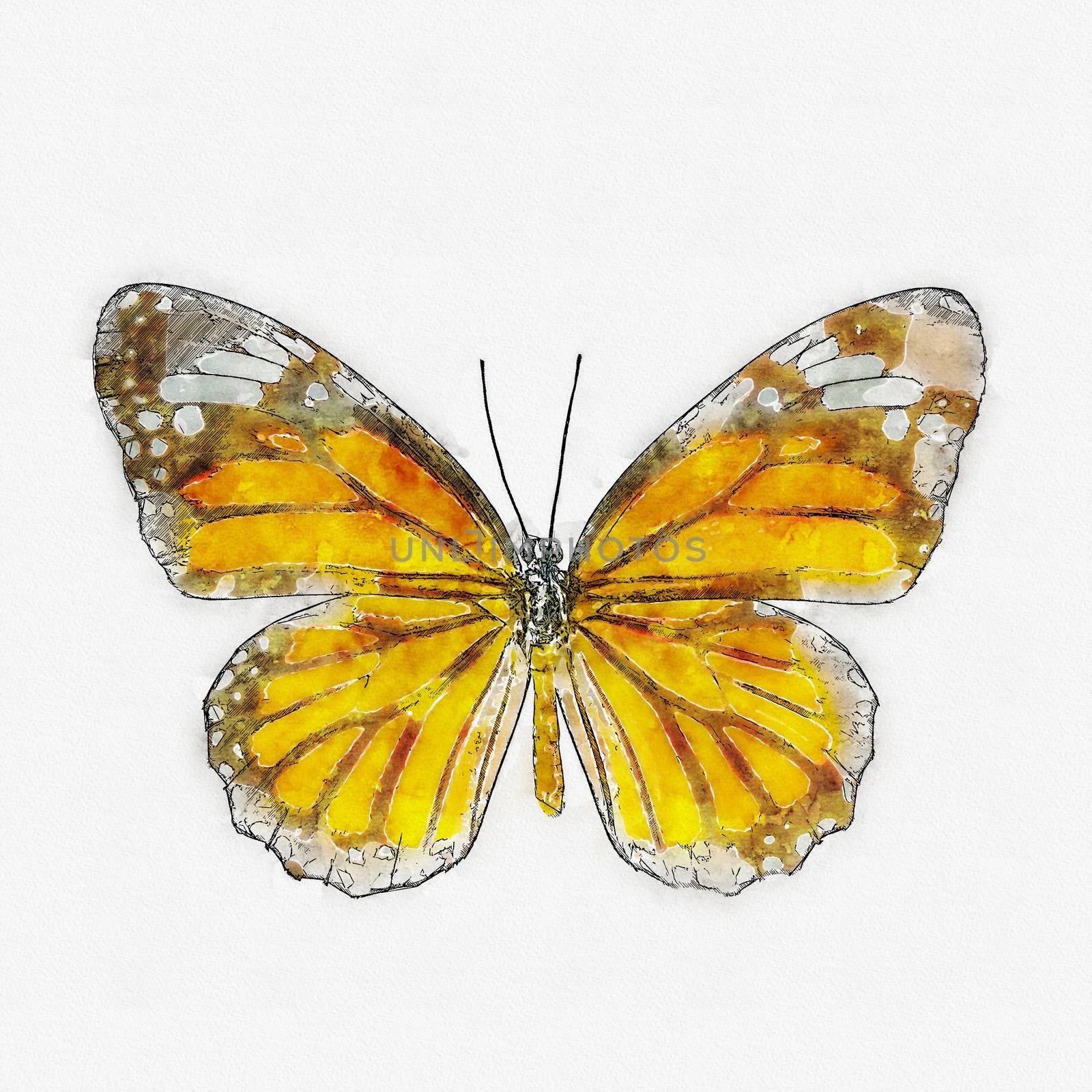 watercolor common tiger butterfly. by pkproject