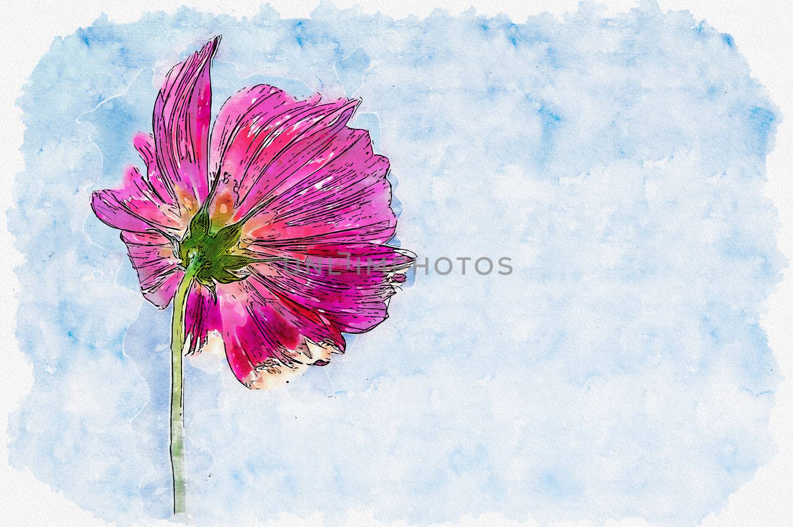 Watercolor painting illustration of Pink cosmos flower in blue s by pkproject