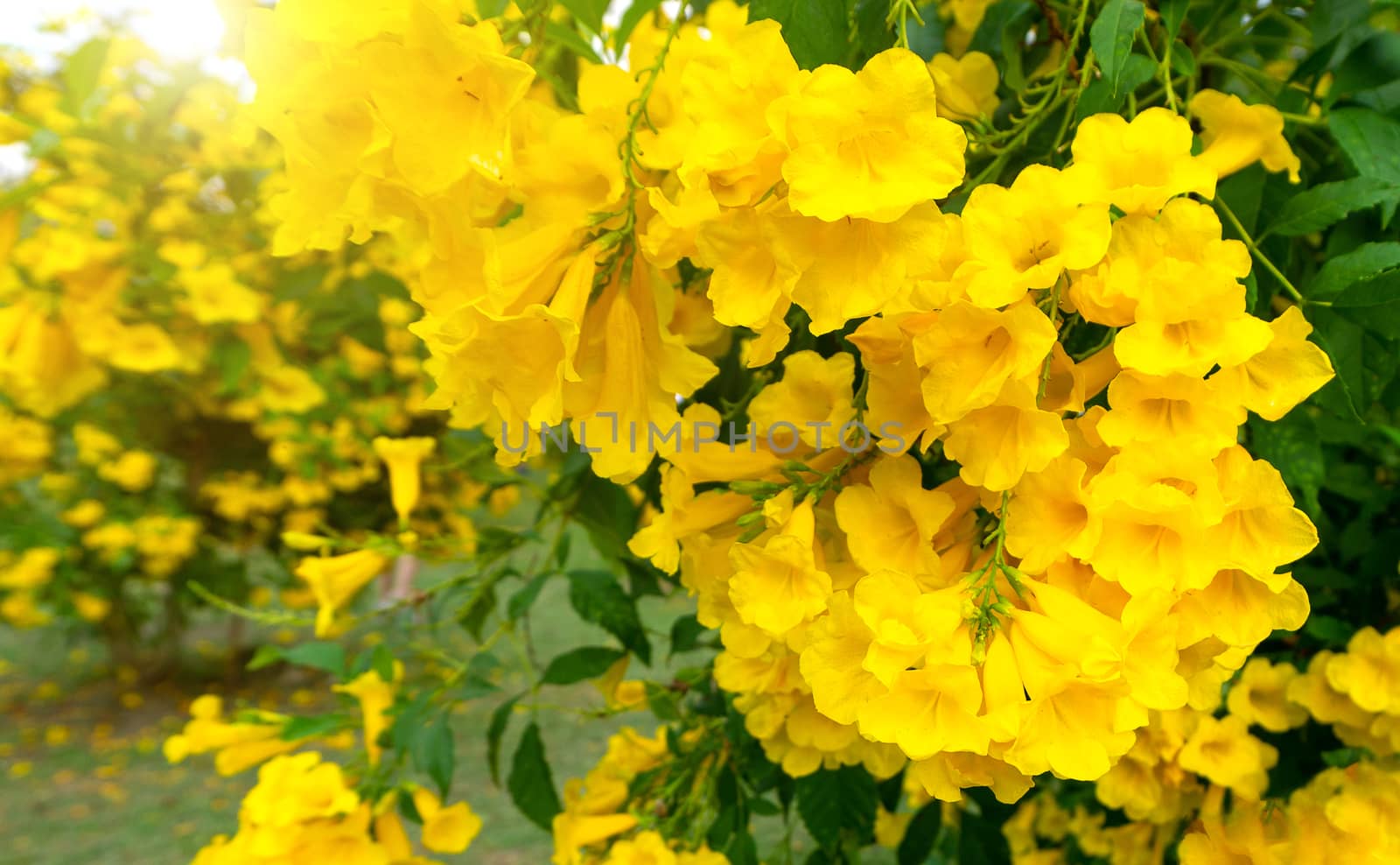 Beautiful Many Yellow tecoma stans flower background by pkproject