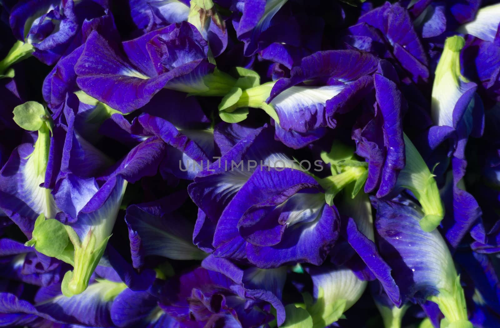 Clitoria ternatea or Fresh Butterfly pea flower background.