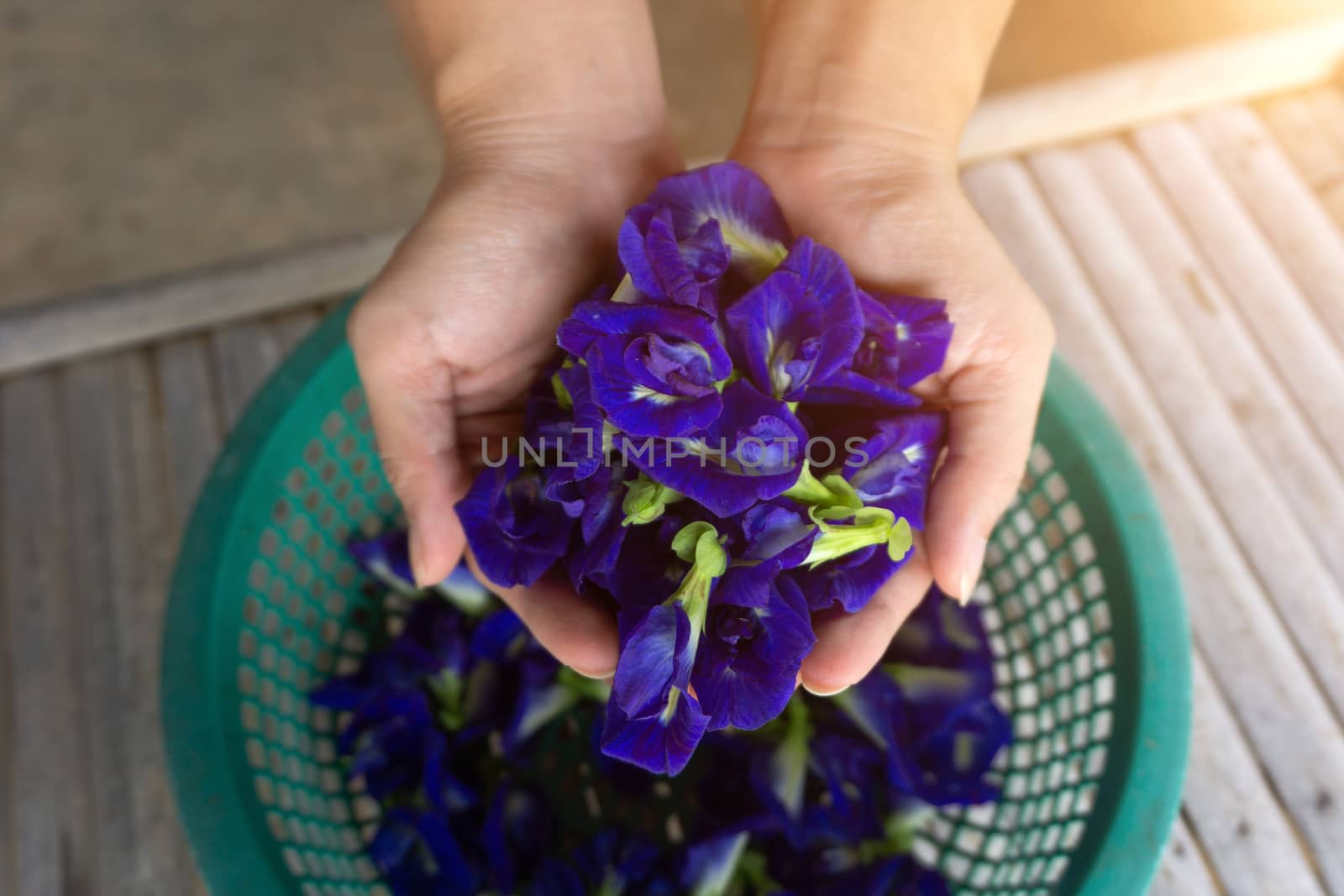 Hands are holding Clitoria ternatea or Fresh Butterfly pea flowe by pkproject