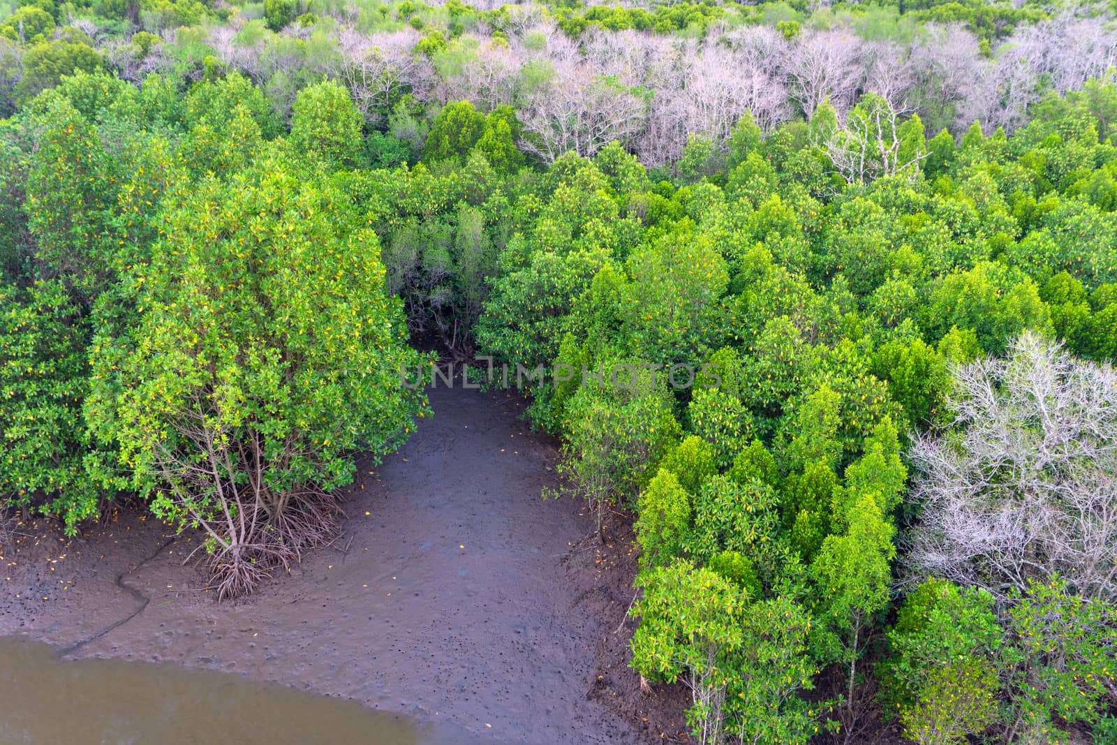 Above view of mangrove forest in thailand.