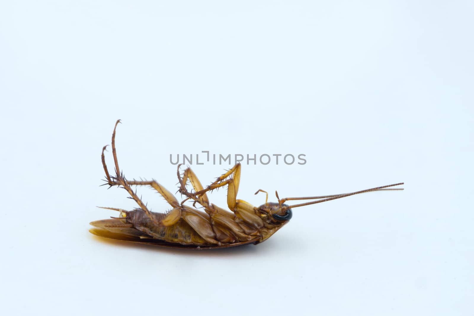Isolated dead Asian Cockroaches on white background.