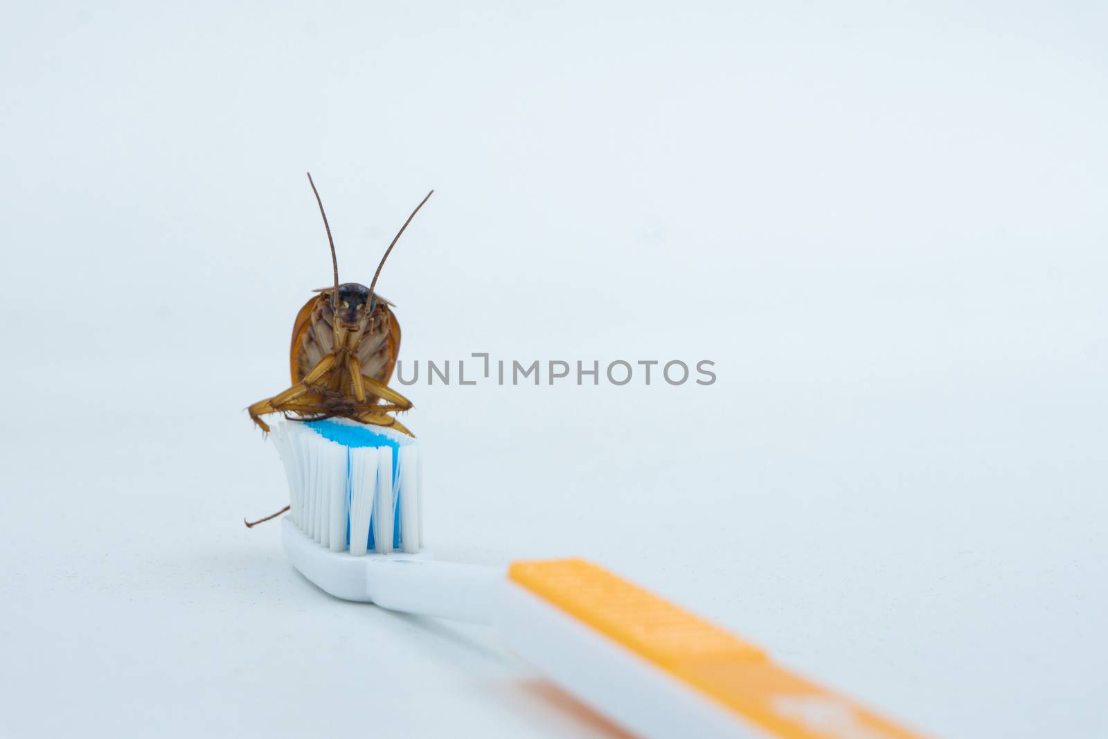 Asian Cockroaches are on the toothbrush. by pkproject