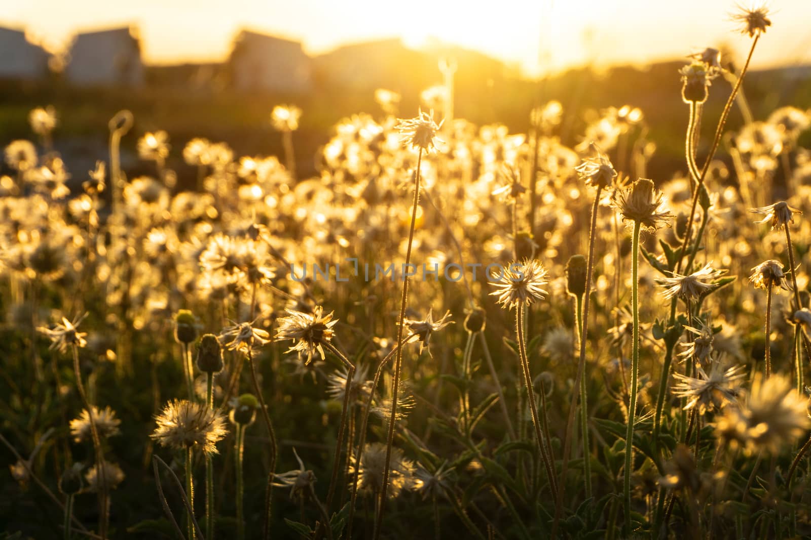 Asia Wild Grass flowers in sunset time by pkproject