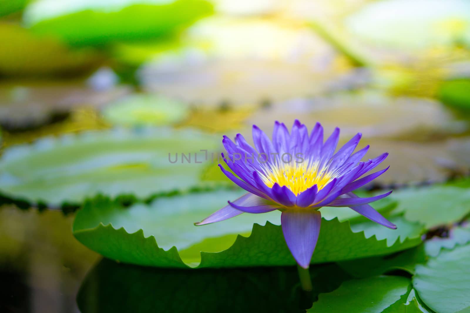 Violet thai water lily or lotus flower.