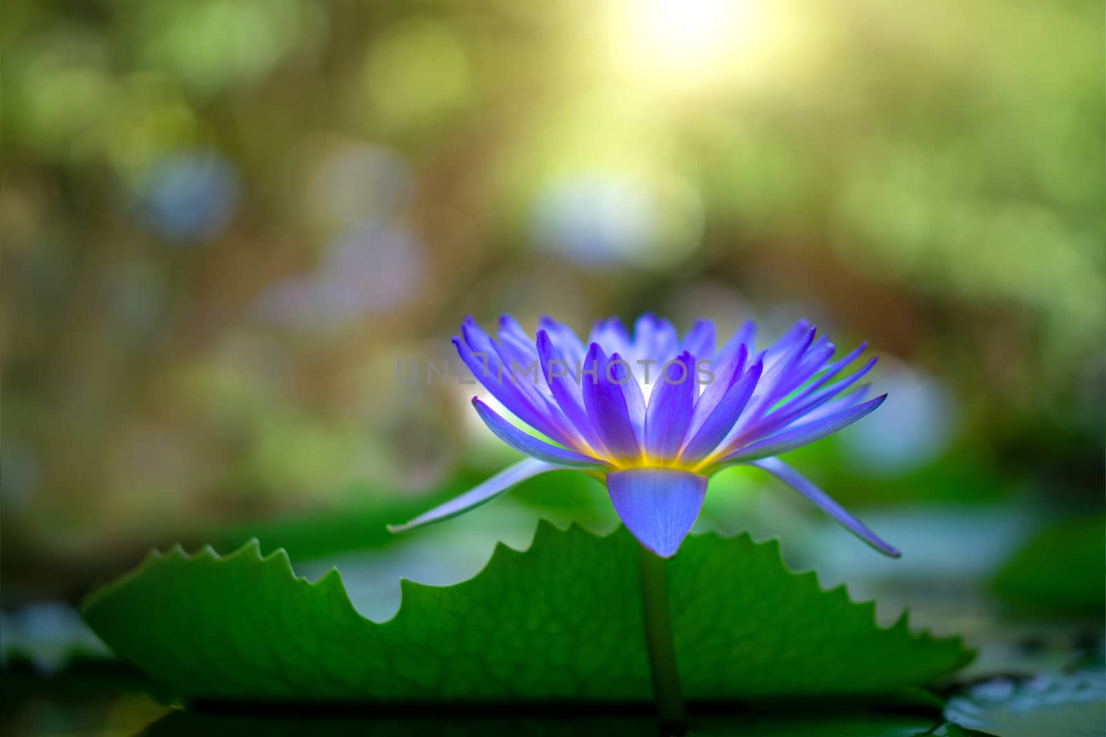 Violet thai water lily or lotus flower by pkproject