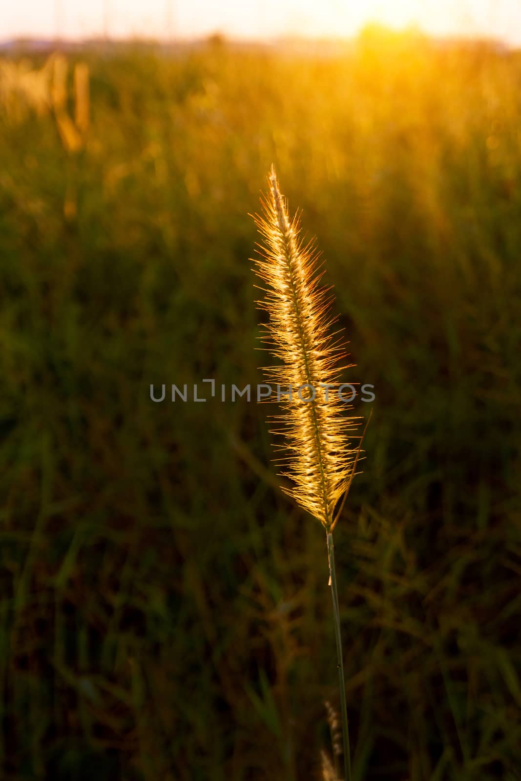 1 Asia Wild Grass flowers in sunset time.