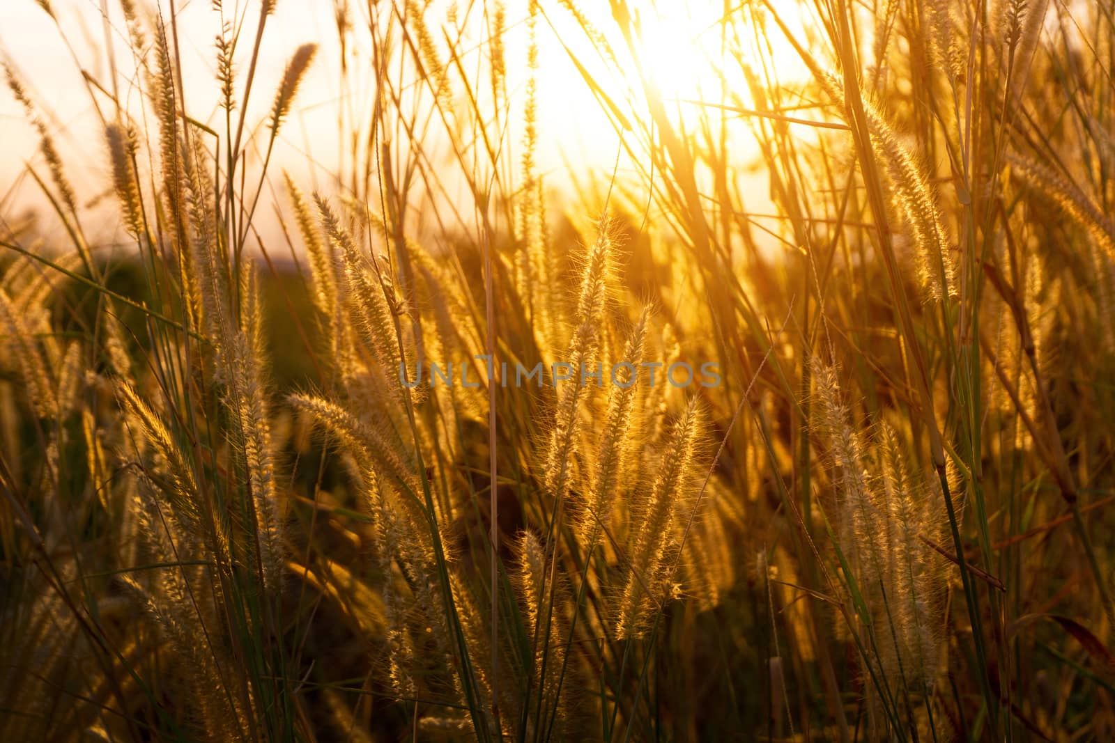 Asia Wild Grass flowers in sunset time by pkproject