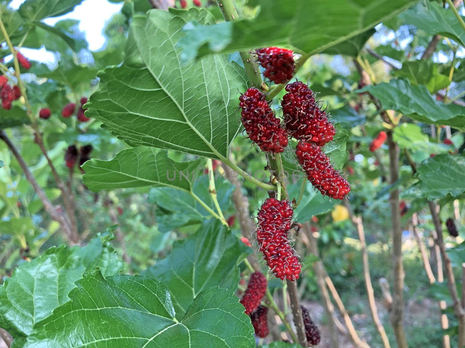 The mulberry fruits that are ripe and not ripe for health are pl by pkproject