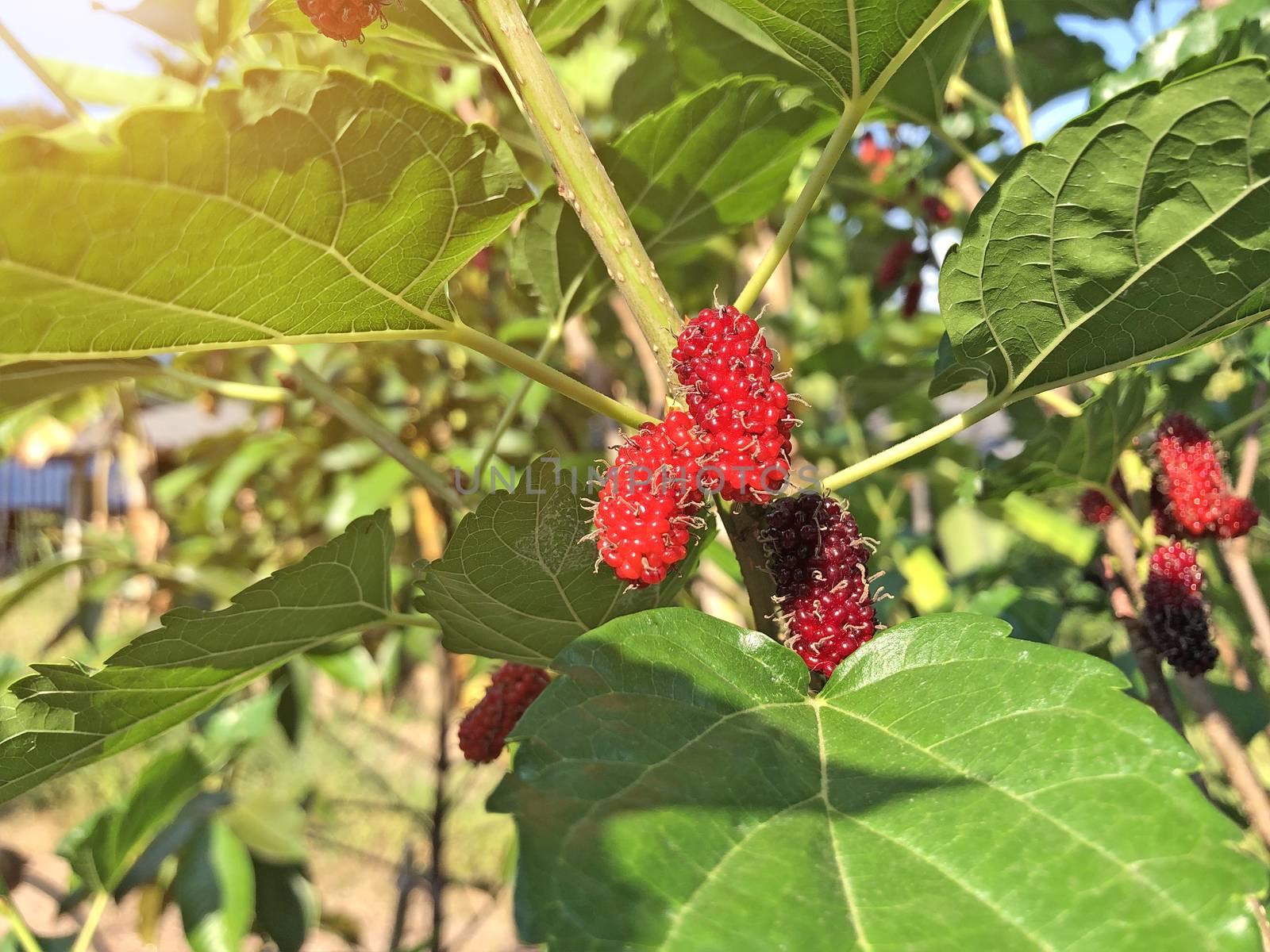 The mulberry fruits that are ripe and not ripe for health are pl by pkproject