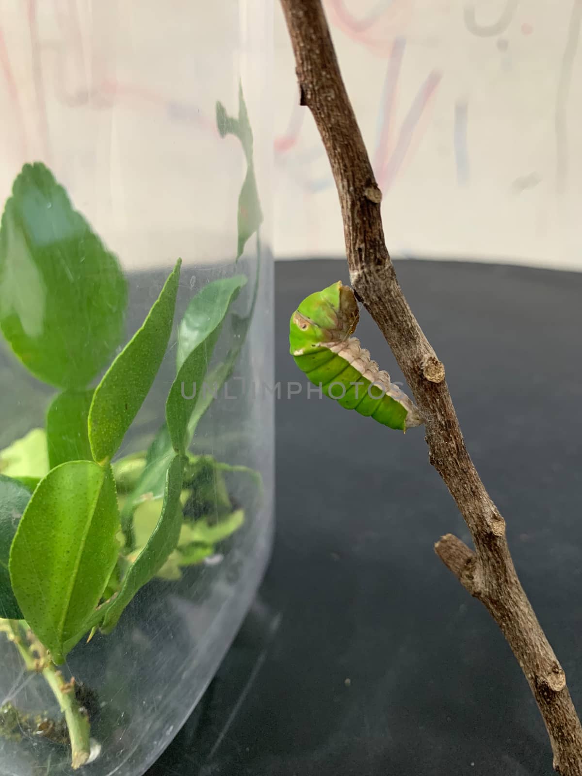 Kaffir lime leaf caterpillars are transformed into a pupa hanging from the branches.