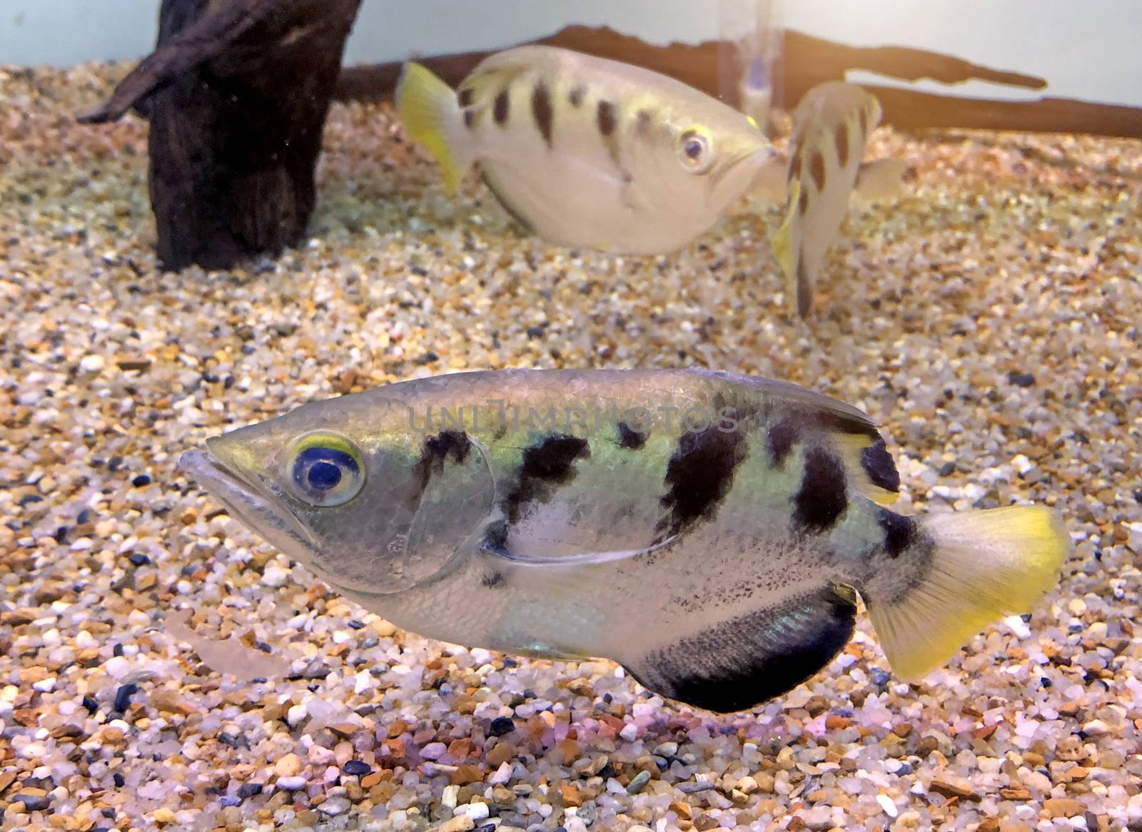 Archer fish or Blowpipe fish (Toxotidae) in aquarium of fish known for their habit of preying on land-based insects and other small animals by shooting them down with water droplets.