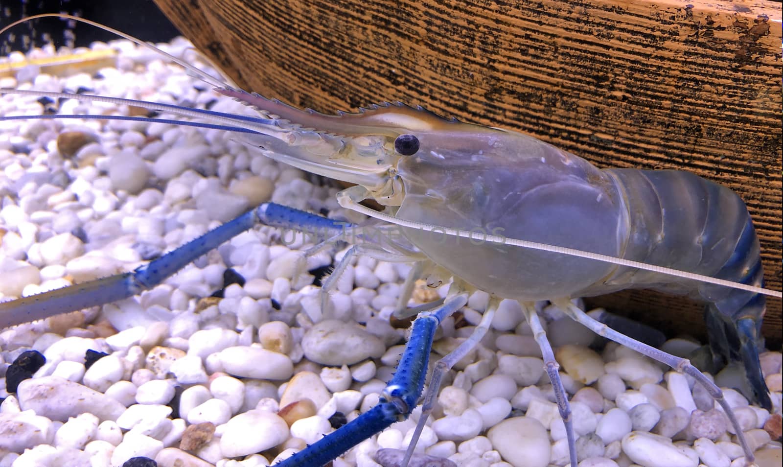 Giant river prawn or giant freshwater prawn, is a commercially important species of palaemonid freshwater prawn.