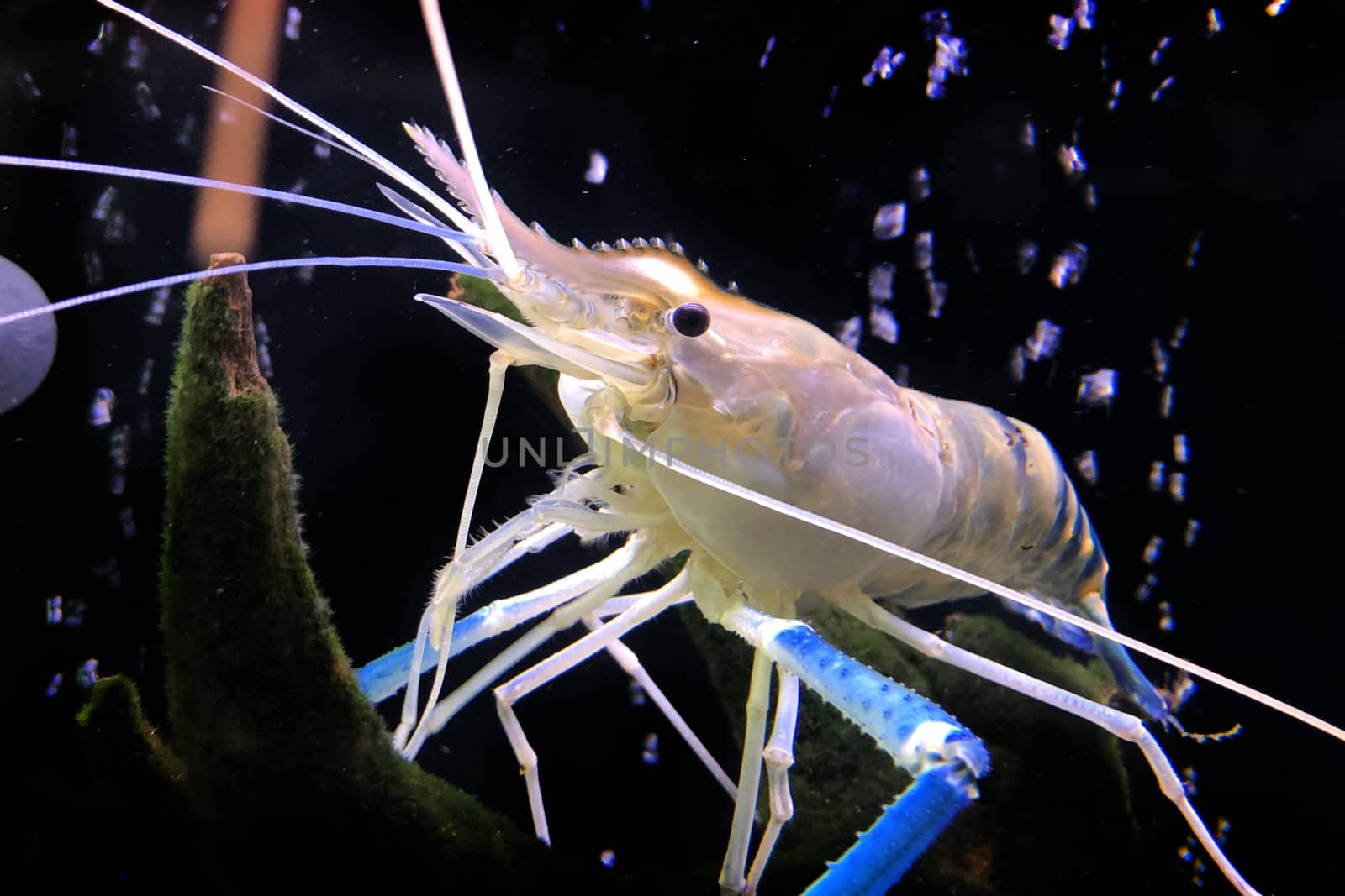 Giant freshwater prawn or giant river shrimp in tank. by pkproject