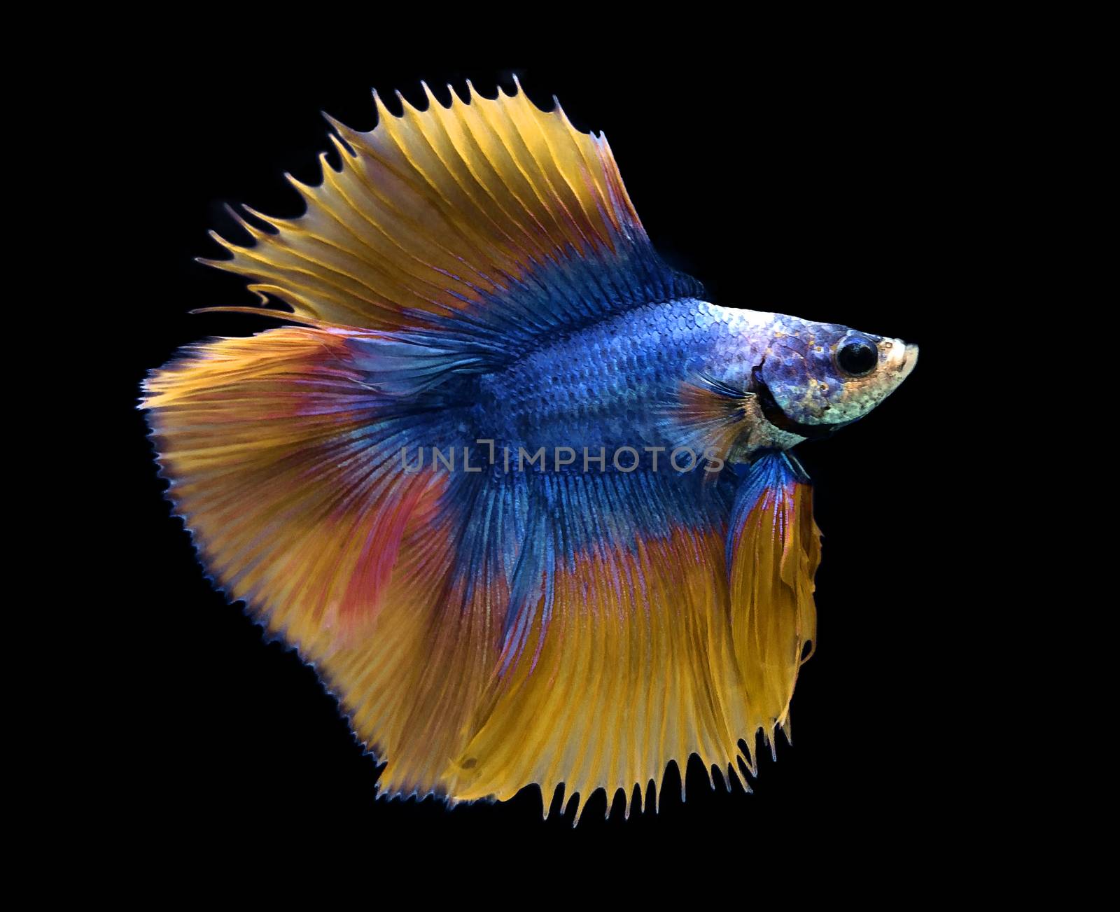Blue and yellow Siamese fighting fish isolated on blue background.