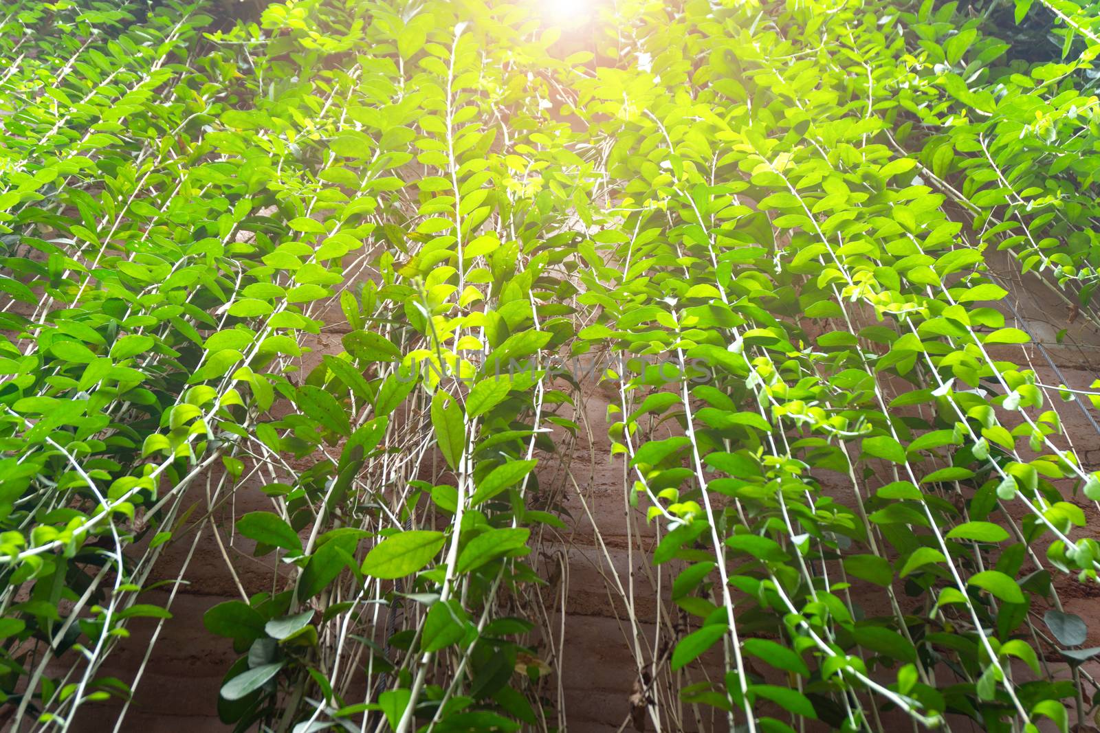 The green background leaves hanging from the wall of the cement wall, which is a decorative garden in the house.