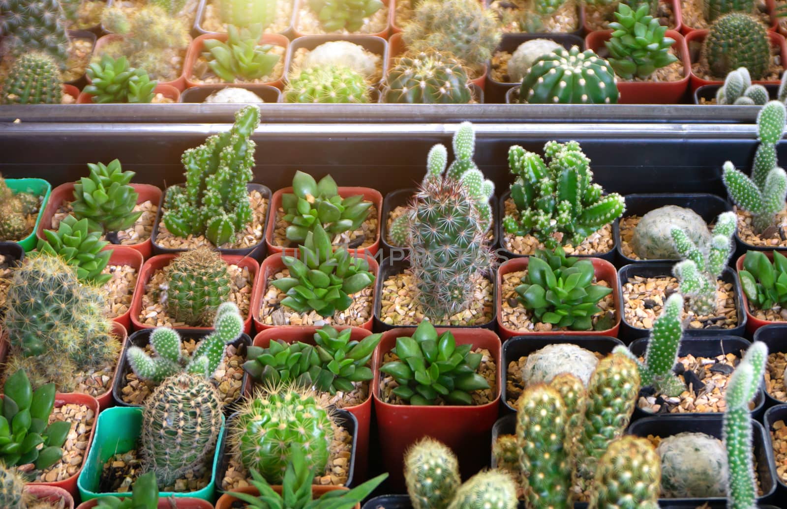 Group of many cactus in pot, A cactus is a member of the plant f by pkproject