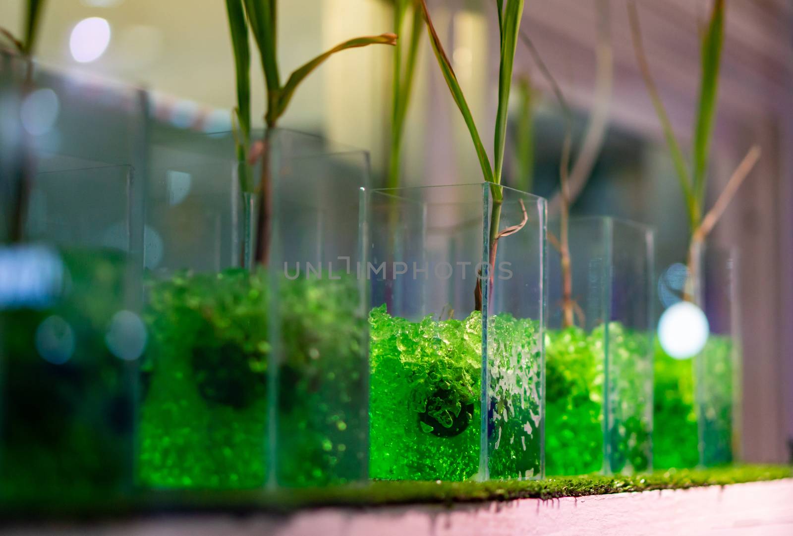 The experiment of planting rice in lab. by pkproject