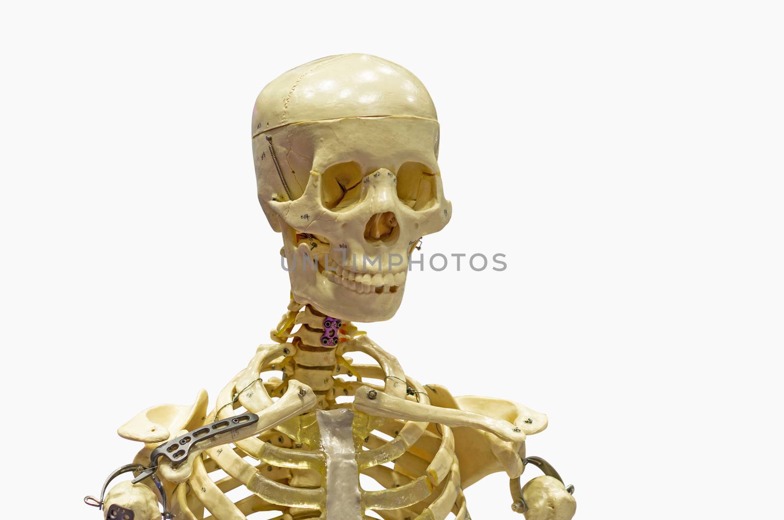 Close-Up Of Human skeleton Against White Background with clipping path.