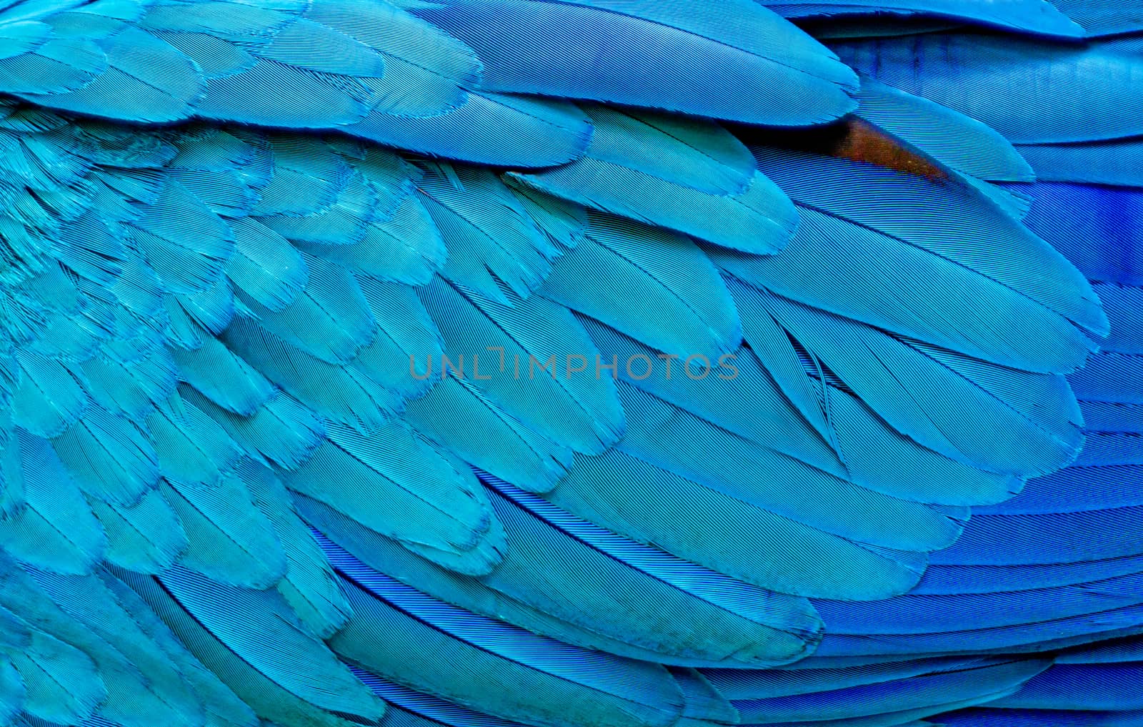 Close up of Blue macaw birds feathers background and. by pkproject