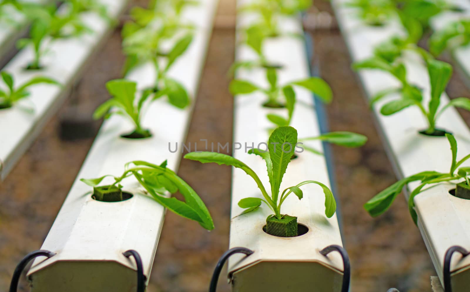Hydroponics or Hydroculture is the method of growing plants in the nutrients that they need instead of soil. The plant foods are simply put into water instead for the plants to live in. 