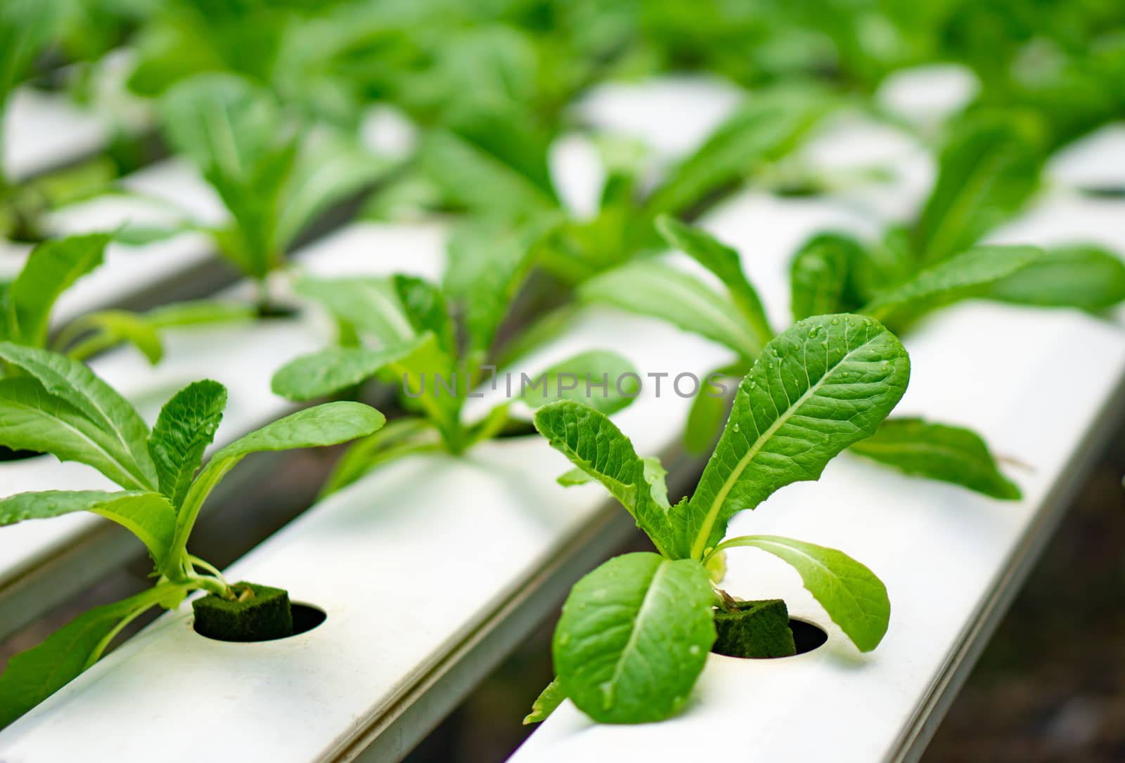 Hydroponics or Hydroculture is the method of growing plants in t by pkproject