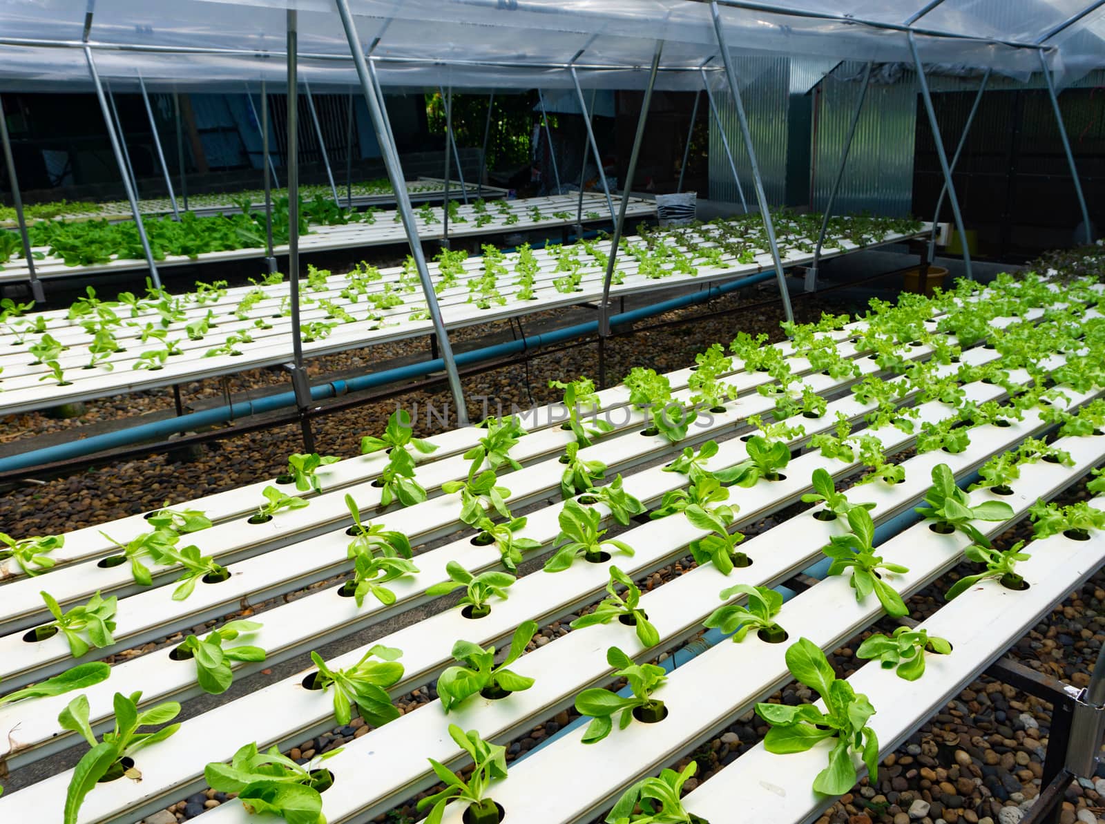 Hydroponics or Hydroculture is the method of growing plants in t by pkproject