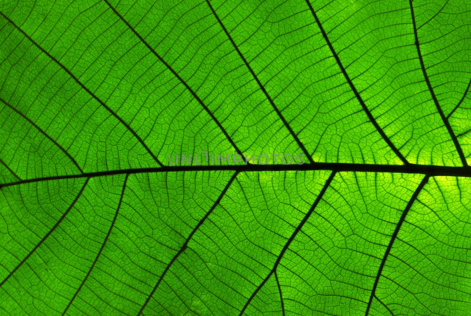 Teak leaf texture background  (Tectona grandis) is a tropical ha by pkproject