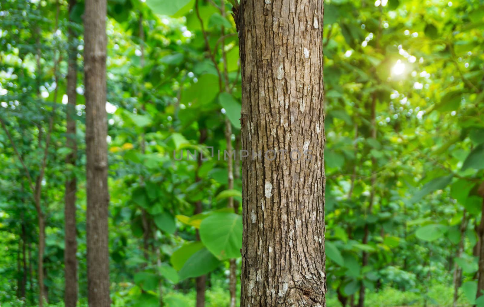 Trunk of Teak tree (Tectona grandis) is a tropical hardwood tree species placed in the flowering plant family Lamiaceae.