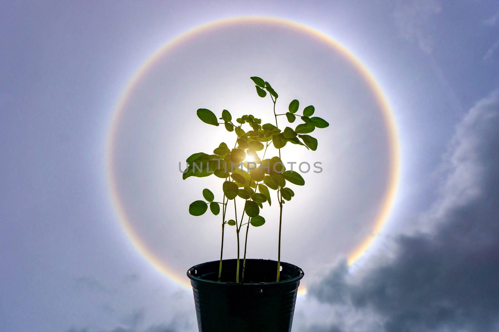 Little tree on sun Halo background for powerful concept.