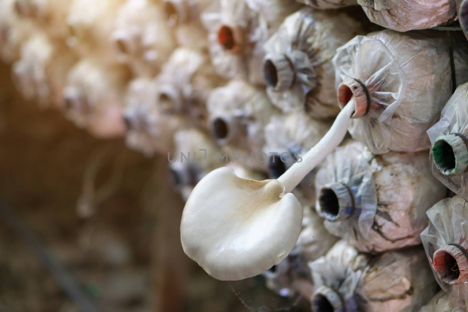 Mushroom spore bags on the farm where the mushroom are blooming