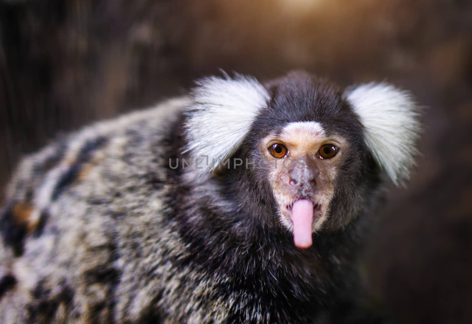 Portrait of white tufted-eared marmoset monkey in the zoo.
